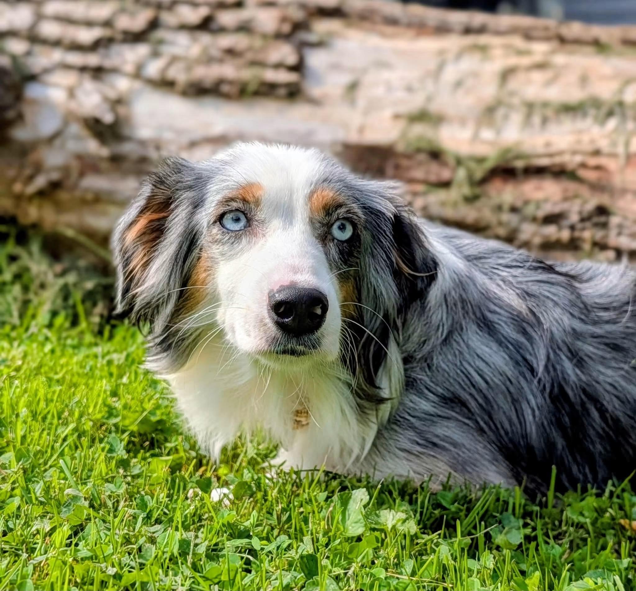 Enlarge Bonnie, a Adoptable Australian Shepherd in Cowlesville, NY image 2/2