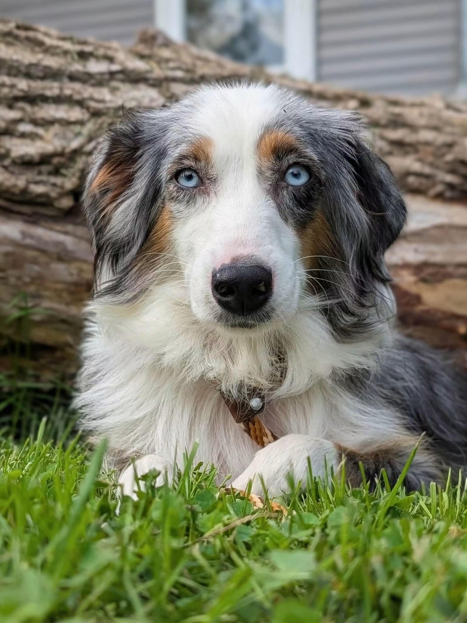 Enlarge Bonnie, a Adoptable Australian Shepherd in Cowlesville, NY image 1/2