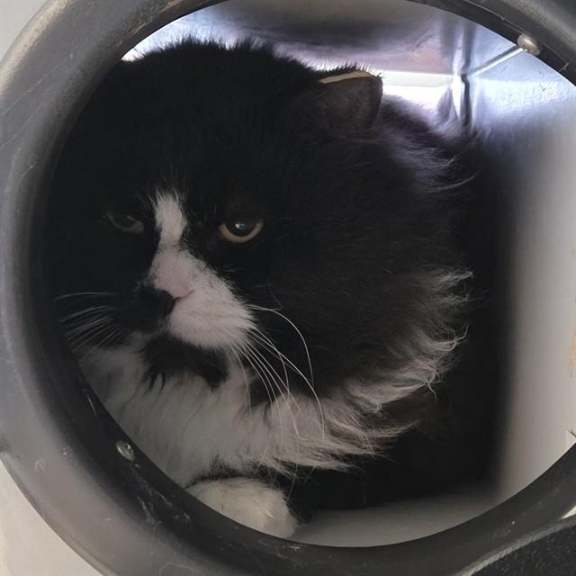 Enlarge BIG BOI, a Adoptable Domestic Short Hair in Leesburg, VA image 1/1