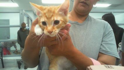A1264990, Adoptable, Kitten Male Domestic Short Hair.