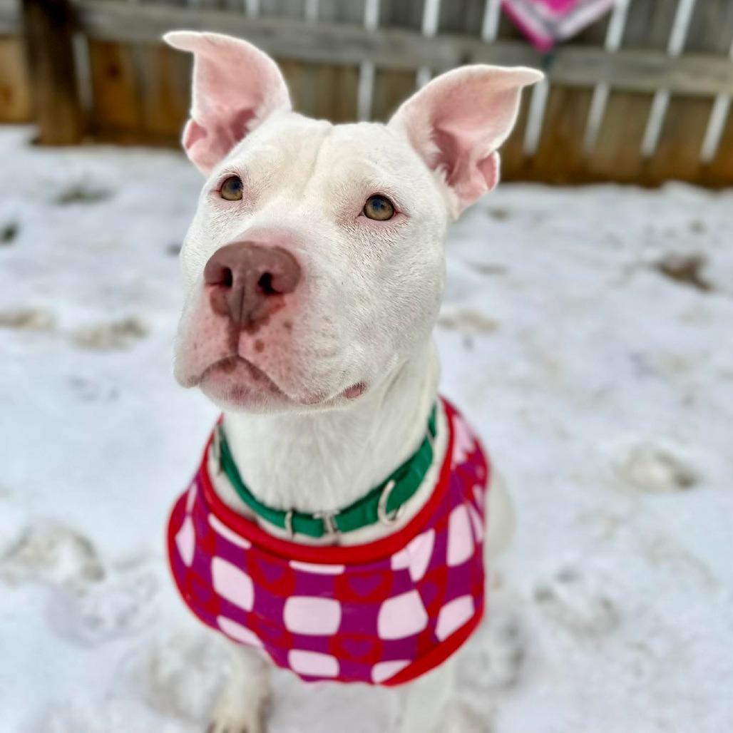 Billie, Adoptable, Adult Female Pit Bull Terrier.