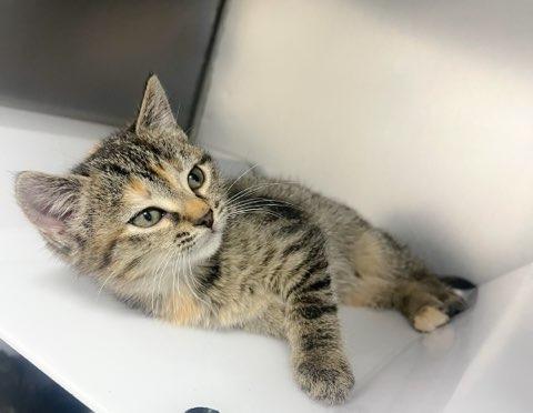 Ella, Adoptable, Kitten Female Domestic Short Hair.