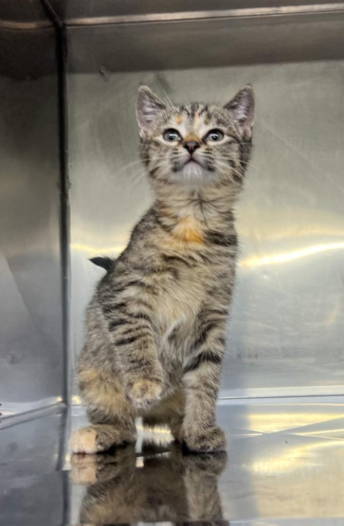 Enlarge Ella, a Adopted mixed breed in Murray, KY image 1/6