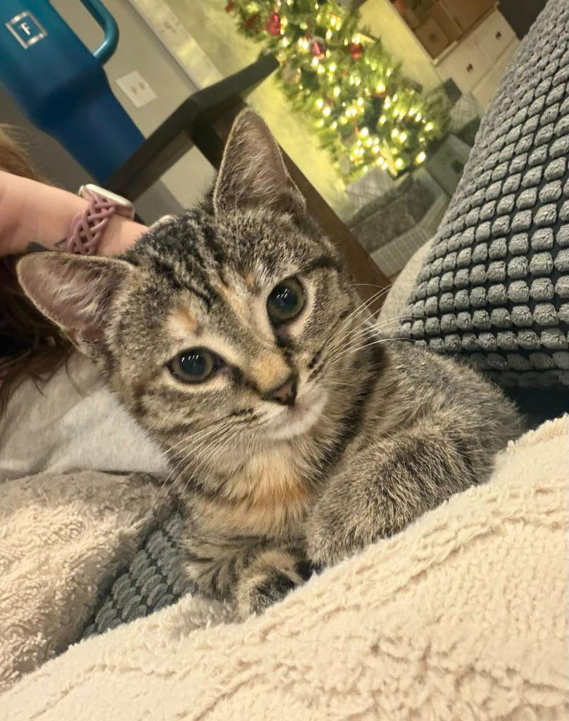 Enlarge Ella, a Adopted mixed breed in Murray, KY image 2/6