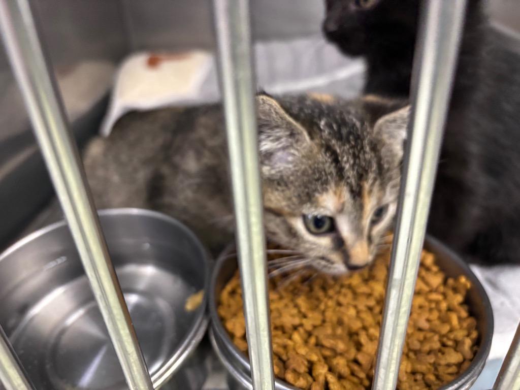 Enlarge Ella, a Adopted mixed breed in Murray, KY image 3/6