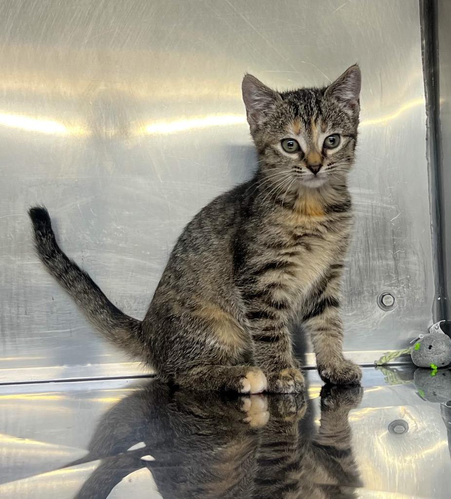 Enlarge Ella, a Adopted mixed breed in Murray, KY image 4/6