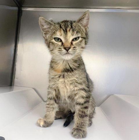 Enlarge Ella, a Adopted mixed breed in Murray, KY image 6/6