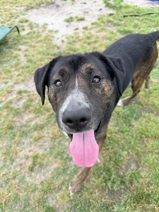 Newt, Adoptable, Adult Male Mixed Breed & Mixed Breed.