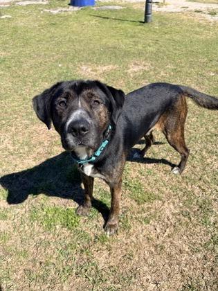 Enlarge Newt, a Adoptable mixed breed in Manteo, NC image 2/3
