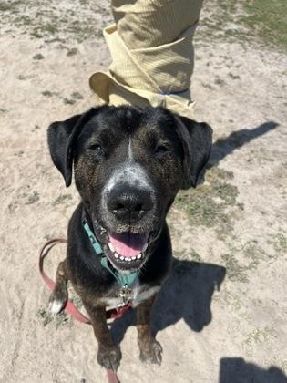 Enlarge Newt, a Adoptable mixed breed in Manteo, NC image 3/3