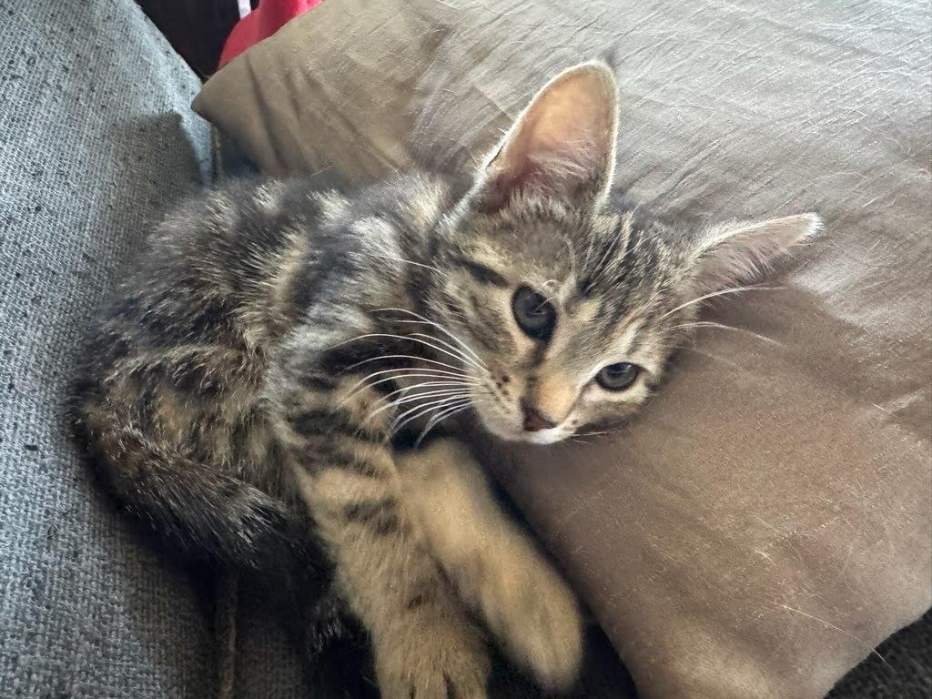 Grace, Adoptable, Kitten Female Domestic Short Hair.