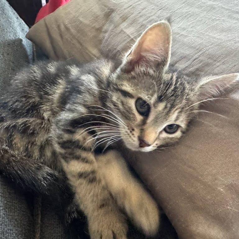 Enlarge Grace, a Adoptable Domestic Short Hair in West Orange, NJ image 1/1