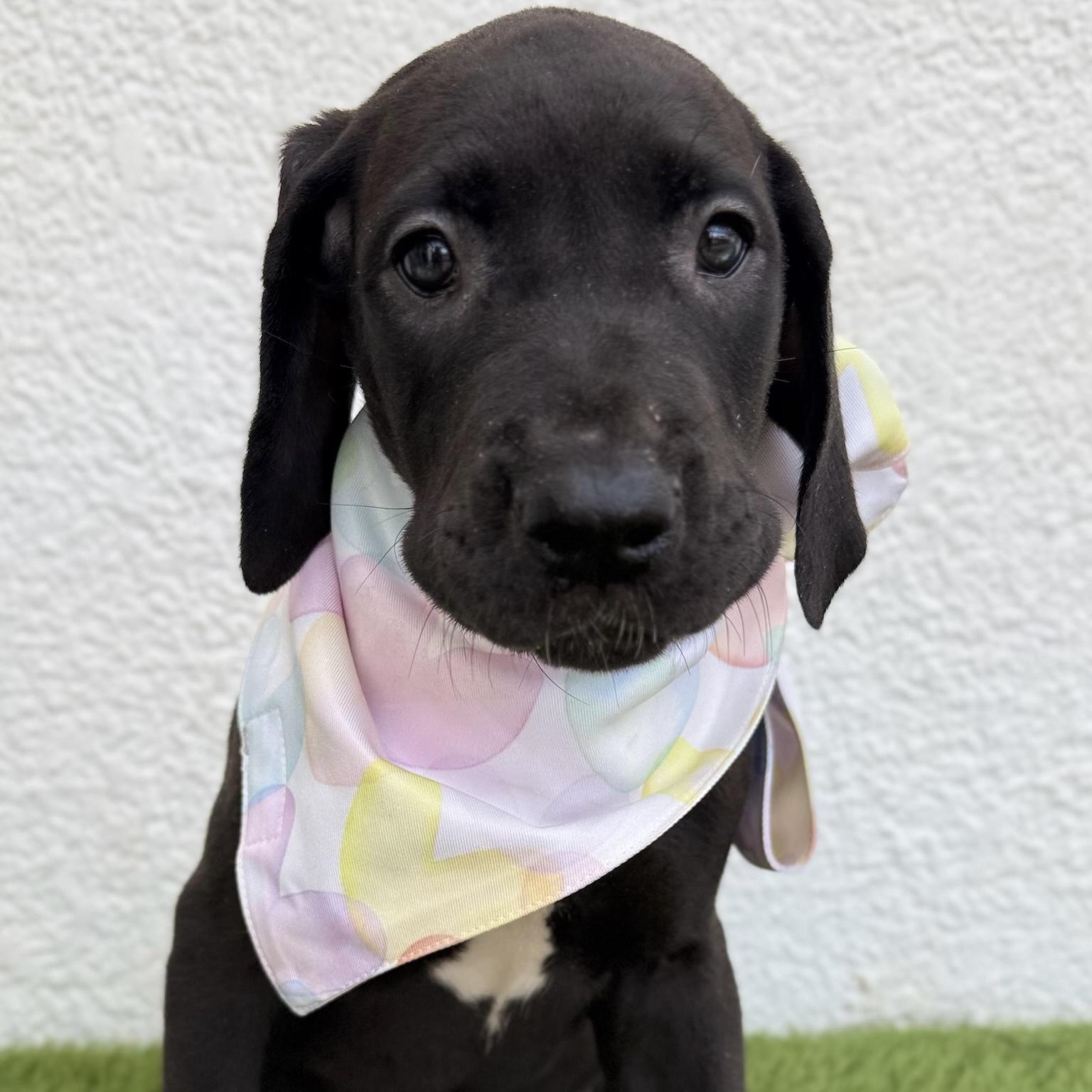 Enlarge SAGA, an adopted mixed breed in La Jolla, CA image 1/6