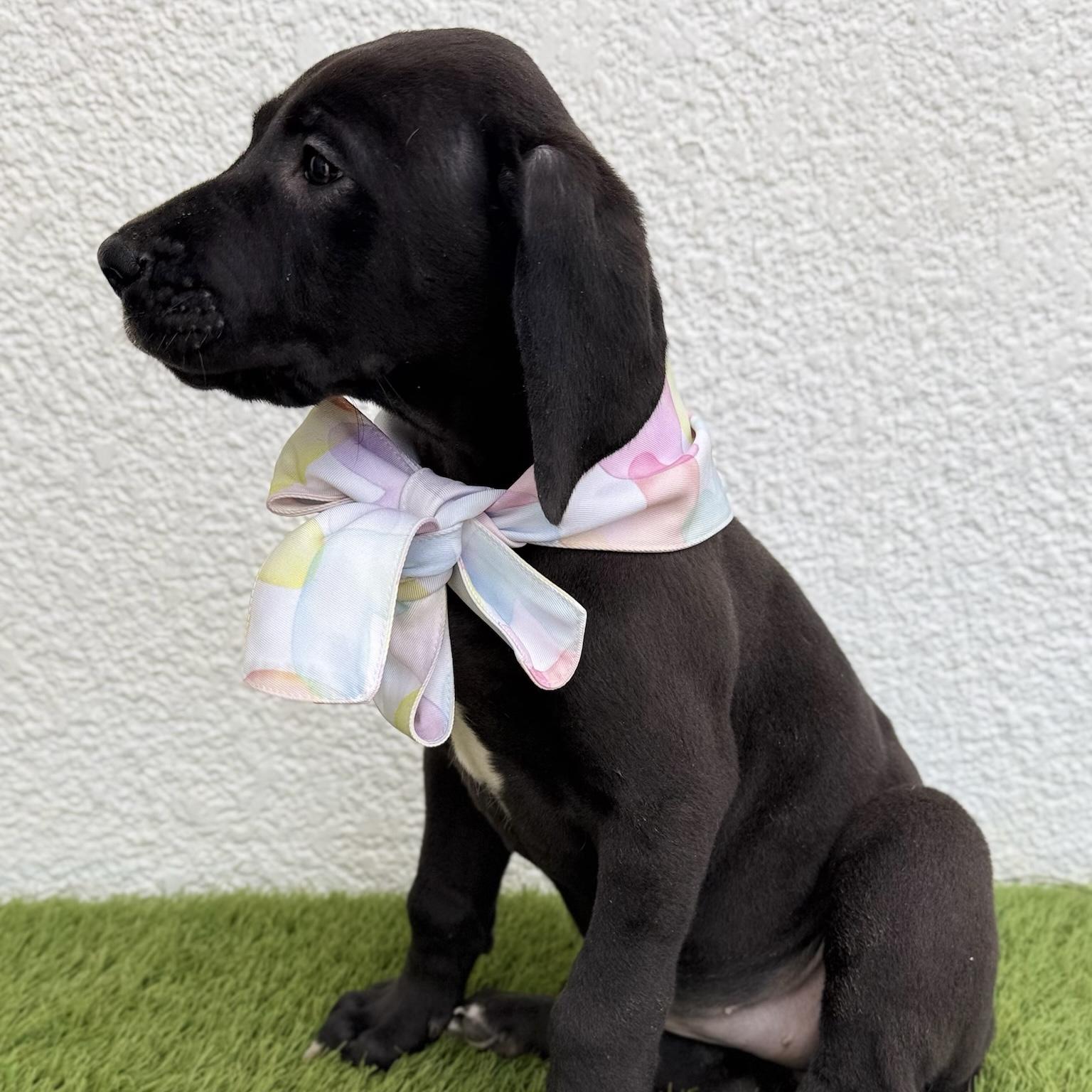 Enlarge SAGA, an adopted mixed breed in La Jolla, CA image 5/6