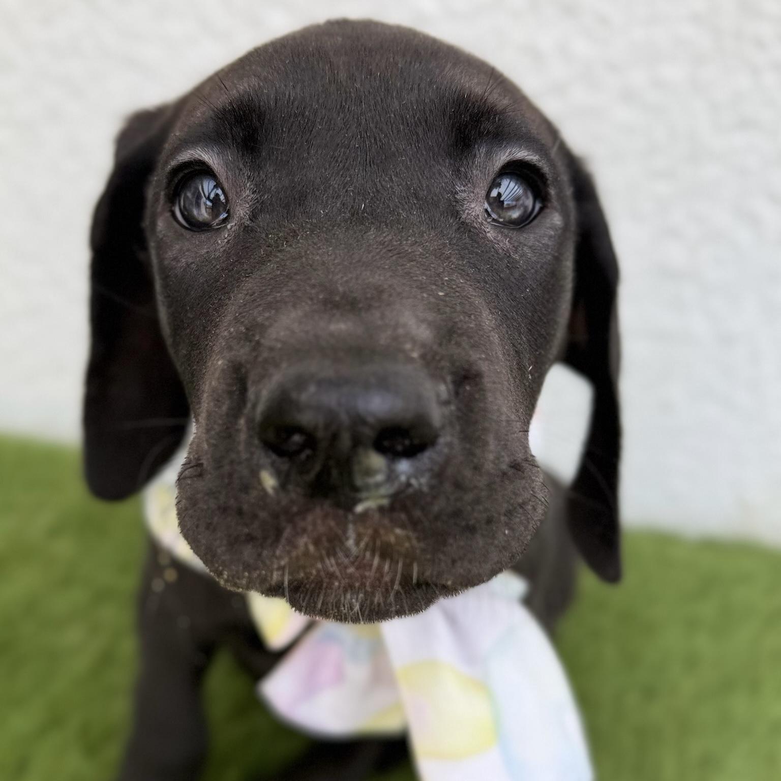 Enlarge SAGA, an adopted mixed breed in La Jolla, CA image 6/6