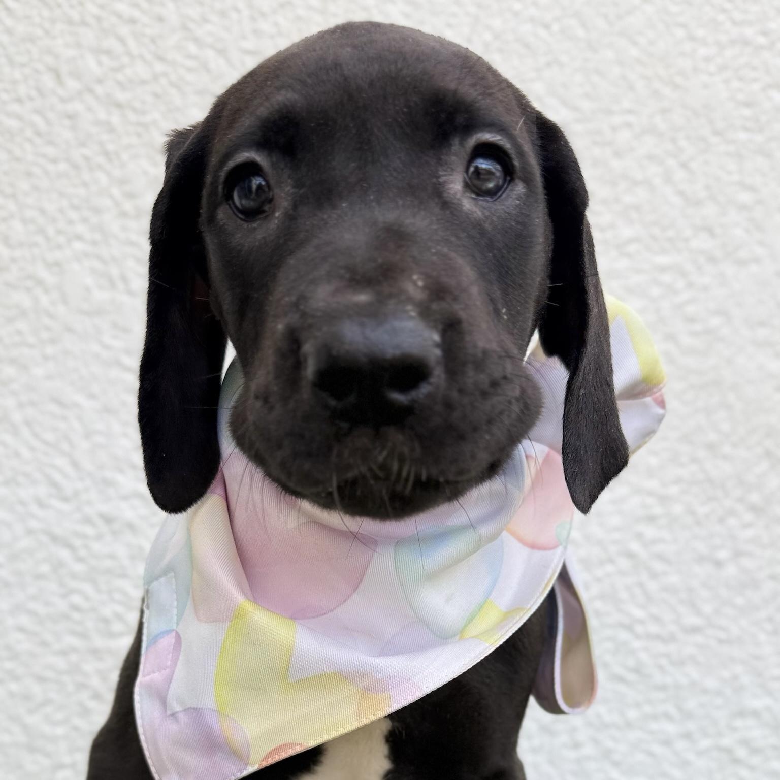 Enlarge SAGA, an adopted mixed breed in La Jolla, CA image 2/6