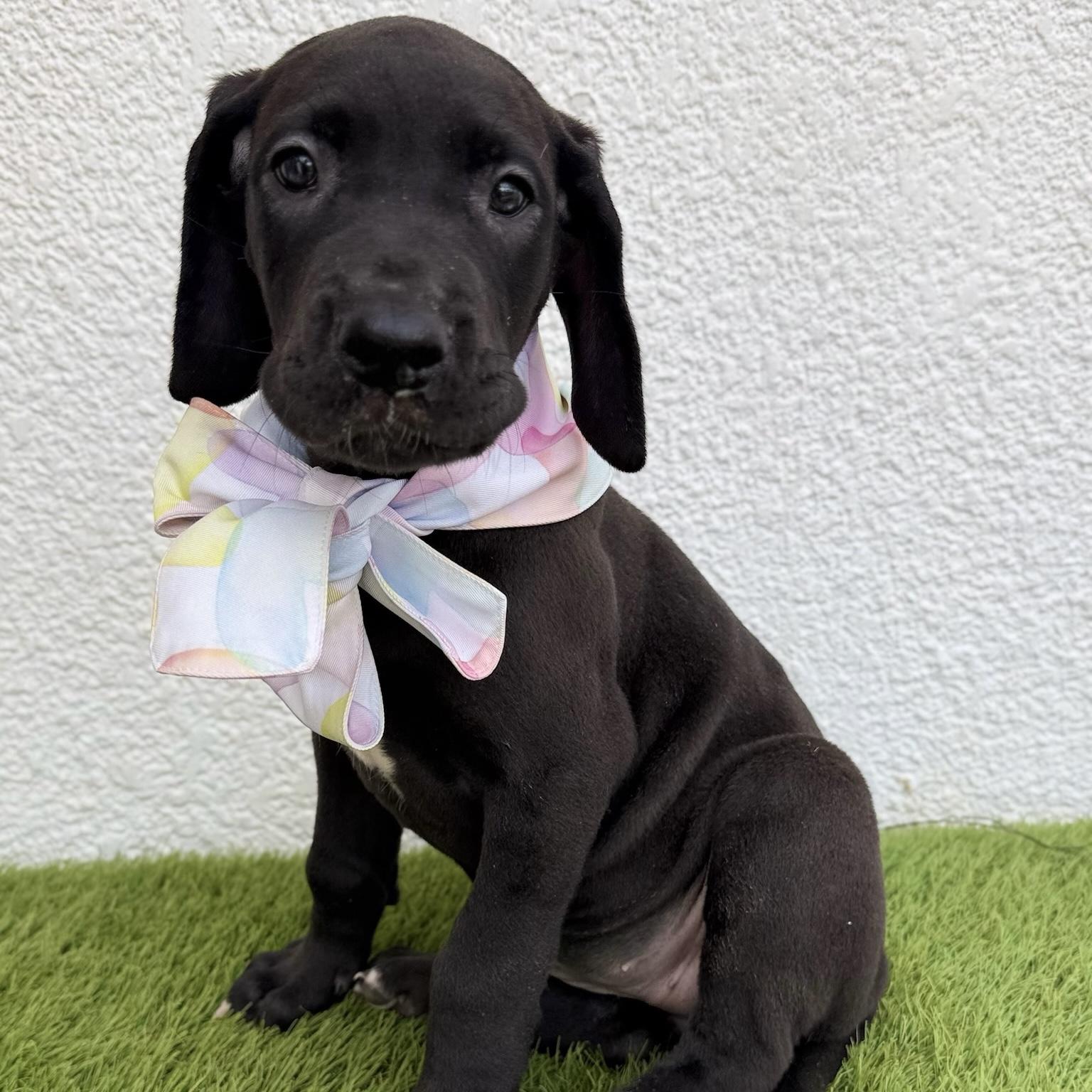 Enlarge SAGA, an adopted mixed breed in La Jolla, CA image 4/6