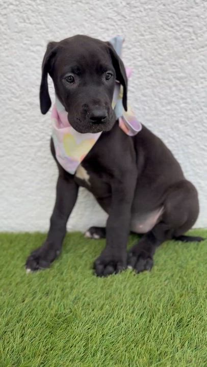 Enlarge SAGA, an adopted mixed breed in La Jolla, CA video 3/6