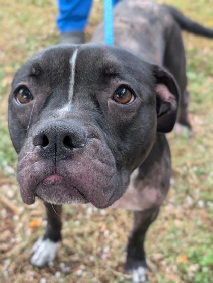 Mocha, a ADOPTABLE mixed breed in Inverness, FL image 1/2