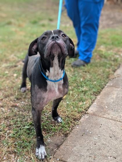 Mocha, a ADOPTABLE mixed breed in Inverness, FL image 2/2
