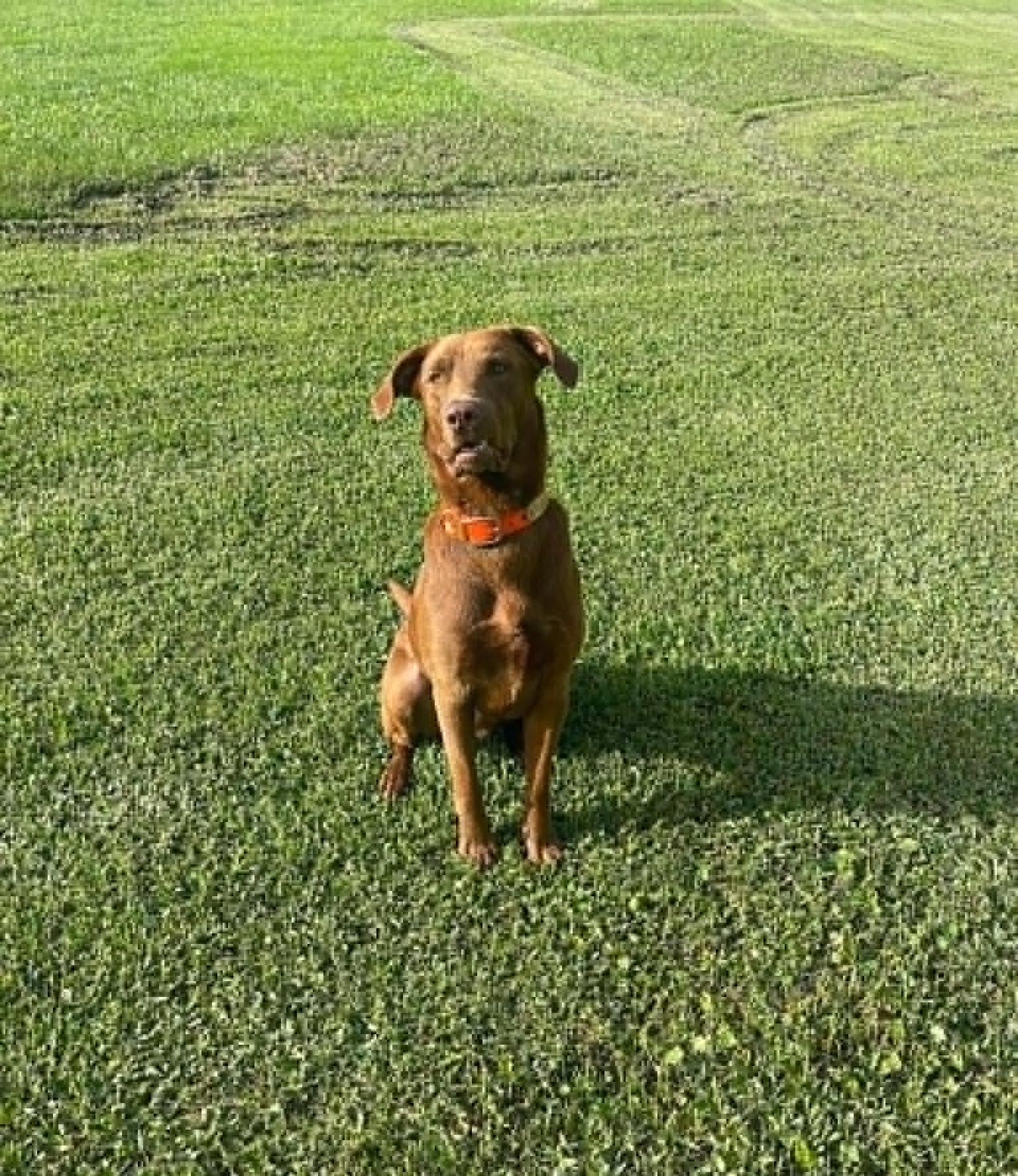 Red 8, a ADOPTABLE Chocolate Labrador Retriever in Killingworth, CT image 3/6