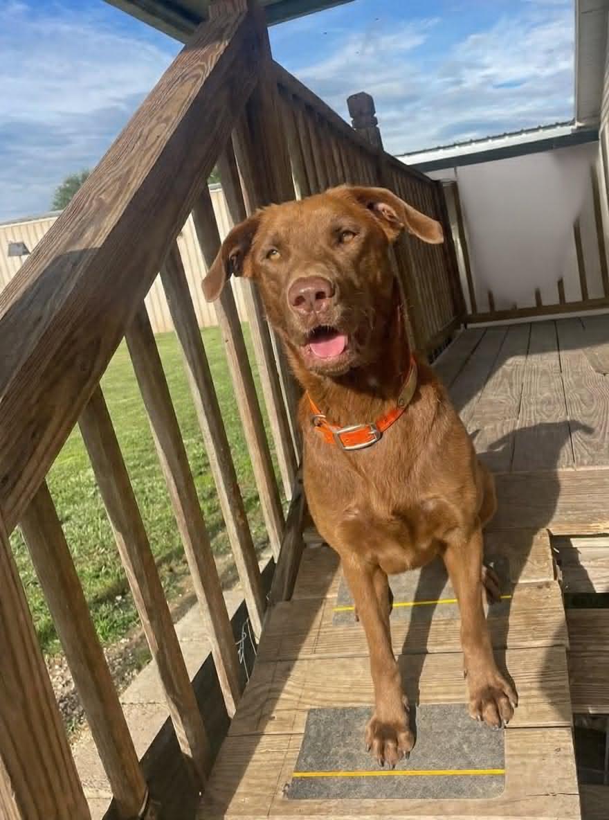 Red 8, a ADOPTABLE Chocolate Labrador Retriever in Killingworth, CT image 4/6