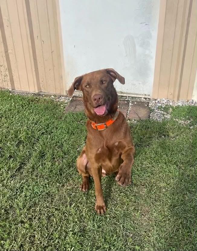 Red 8, a ADOPTABLE Chocolate Labrador Retriever in Killingworth, CT image 5/6