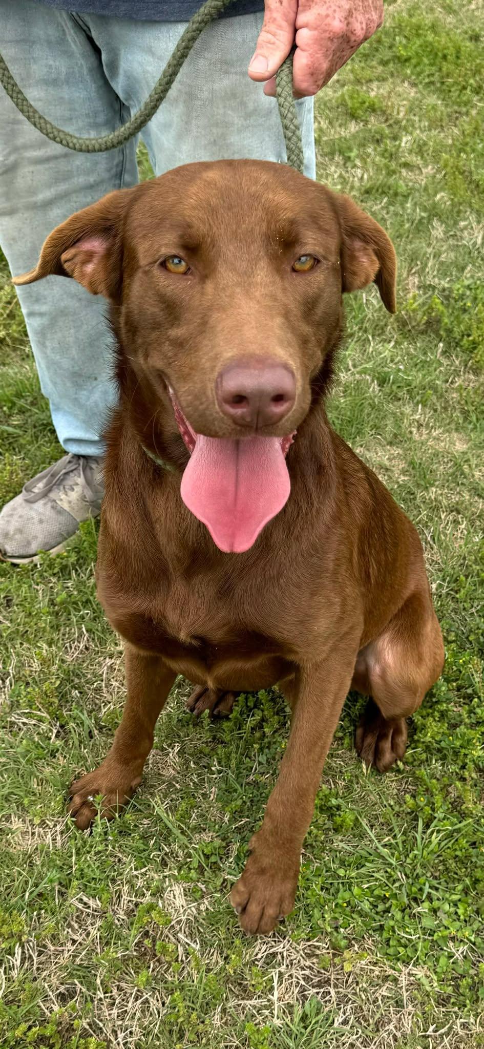 Red 8, ADOPTABLE, Young Male Chocolate Labrador Retriever.