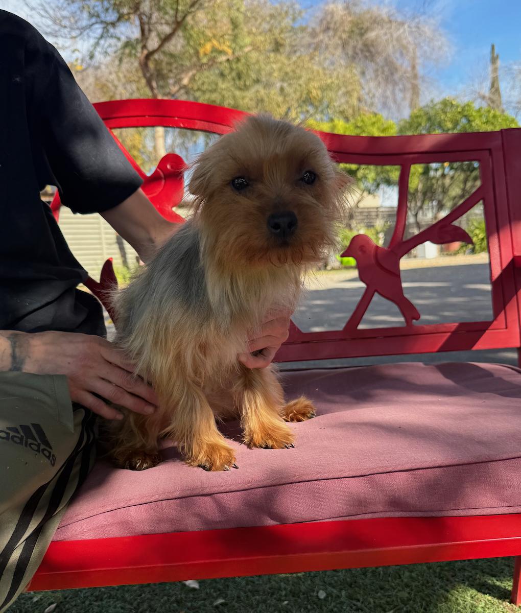 Enlarge Myka, a ADOPTABLE Silky Terrier in Temecula, CA image 1/1