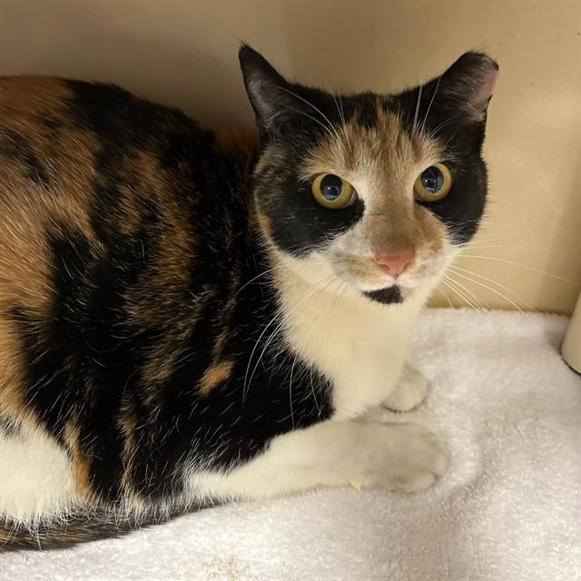 OLIVE, Adoptable, Adult Female Domestic Short Hair.