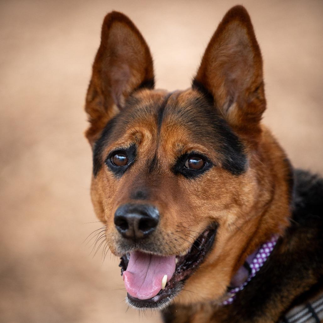 Marble, Adoptable, Senior Female German Shepherd Dog & Rottweiler.