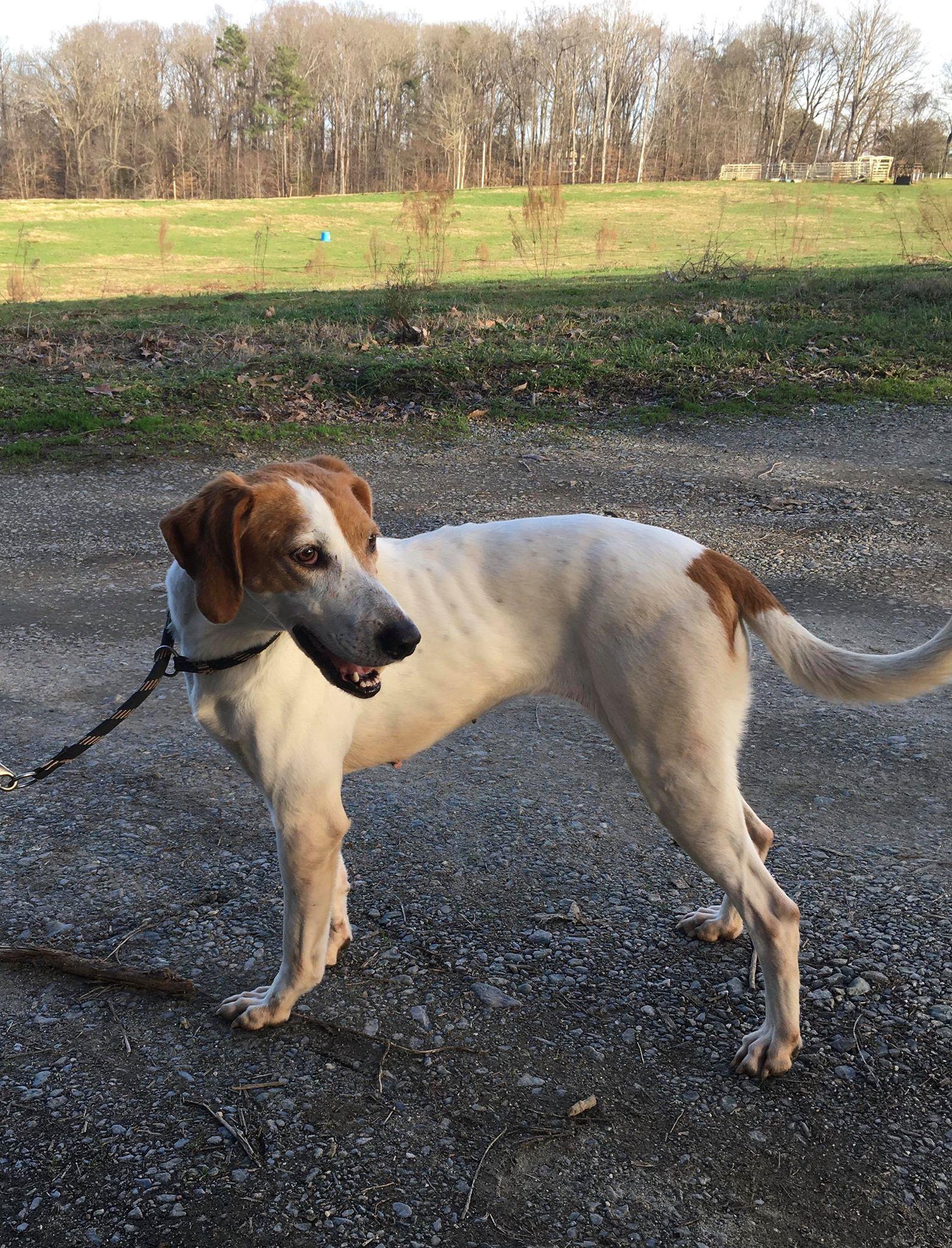 Enlarge Katie, a Adoptable Treeing Walker Coonhound in Staley, NC image 1/6