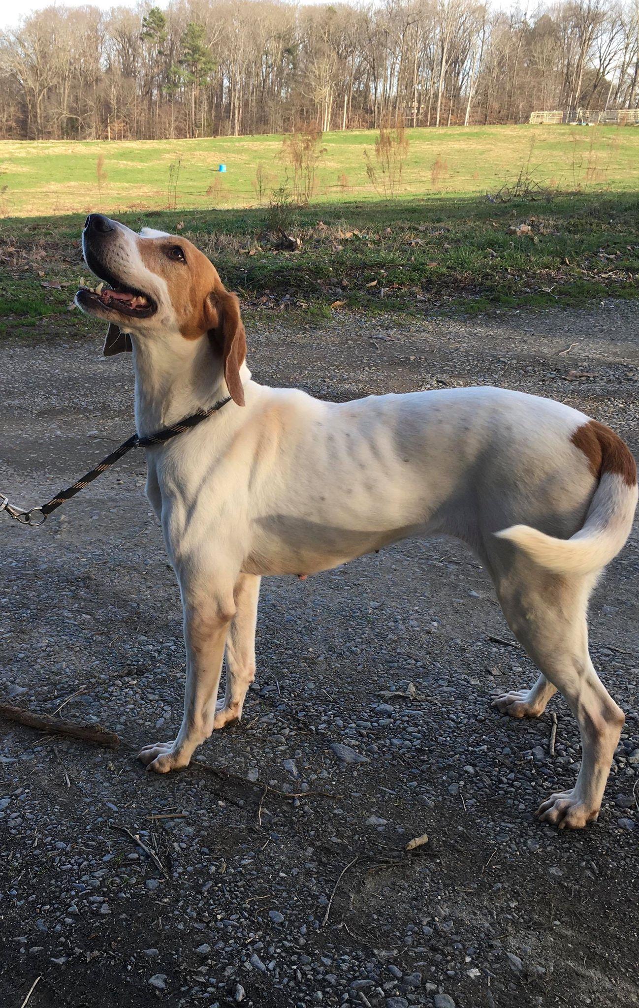Enlarge Katie, a Adoptable Treeing Walker Coonhound in Staley, NC image 2/6