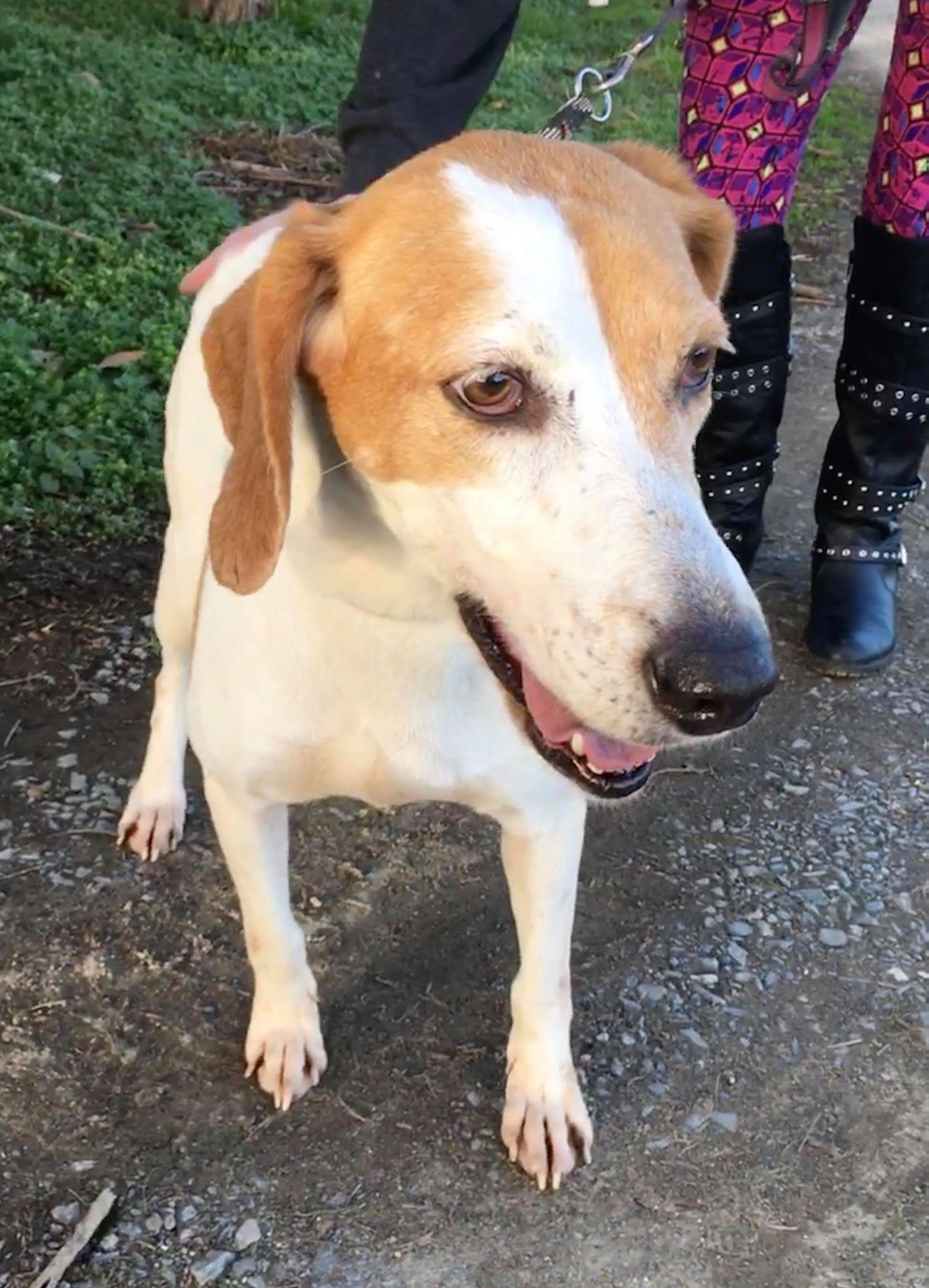 Enlarge Katie, a Adoptable Treeing Walker Coonhound in Staley, NC image 3/6