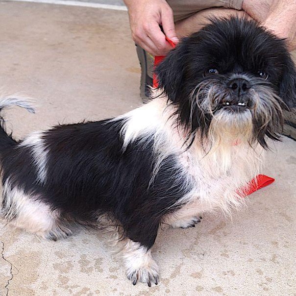 Enlarge Joseph, a ADOPTABLE Shih Tzu in Carrollton, TX image 1/1