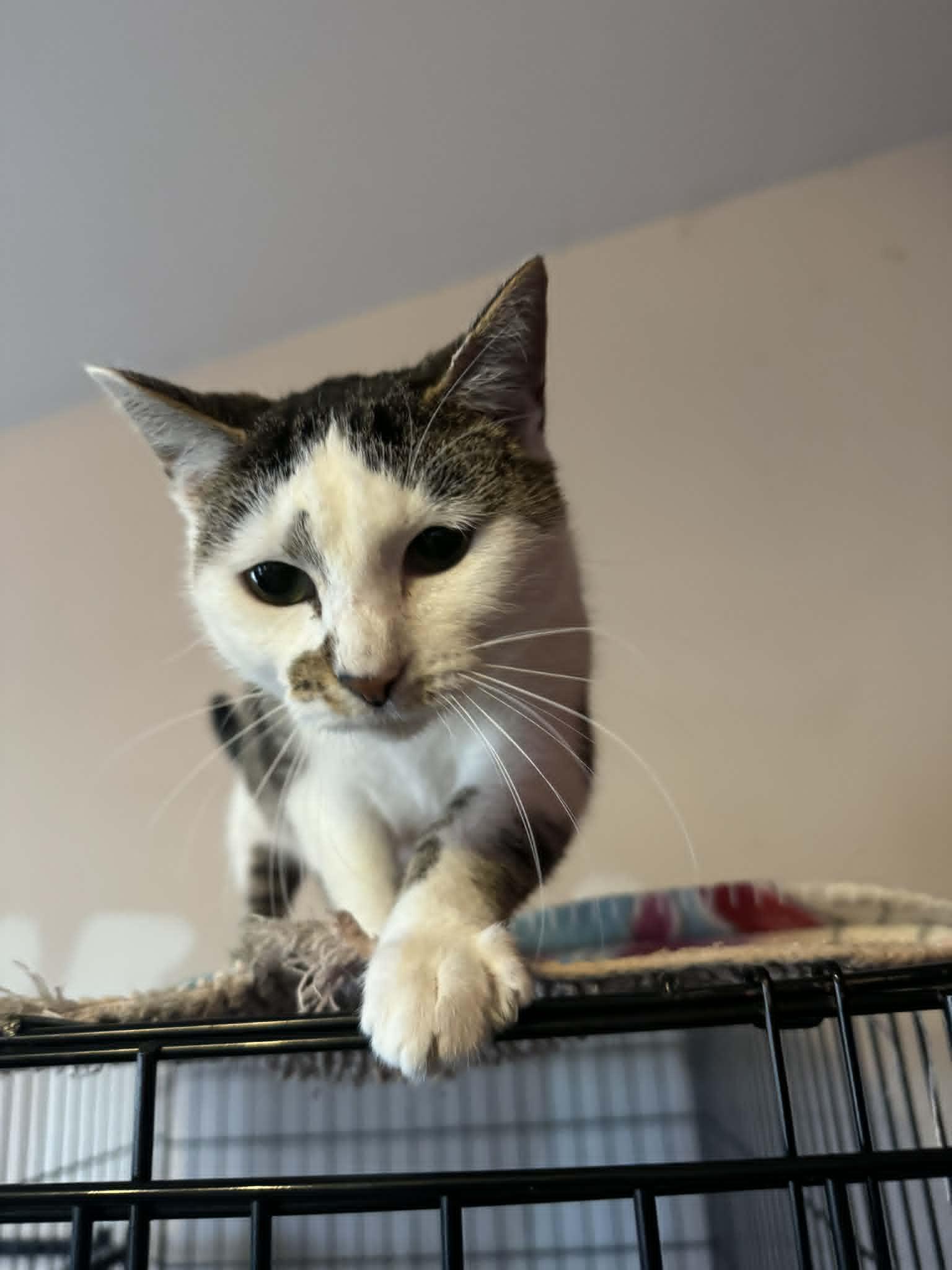 Wormy , ADOPTABLE, Adult Female American Shorthair.