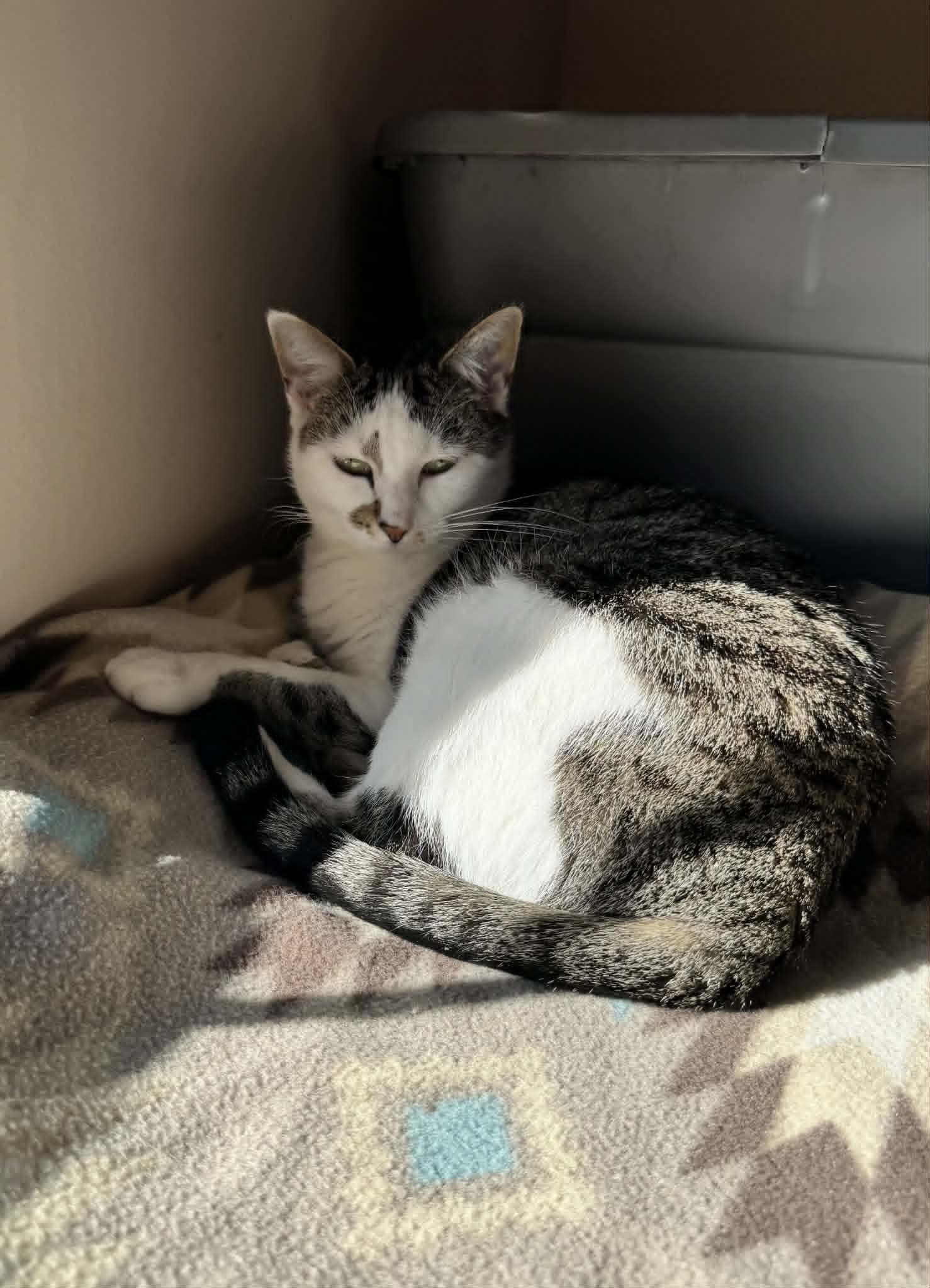 Enlarge Wormy , a ADOPTABLE American Shorthair in Leon, KS image 2/3