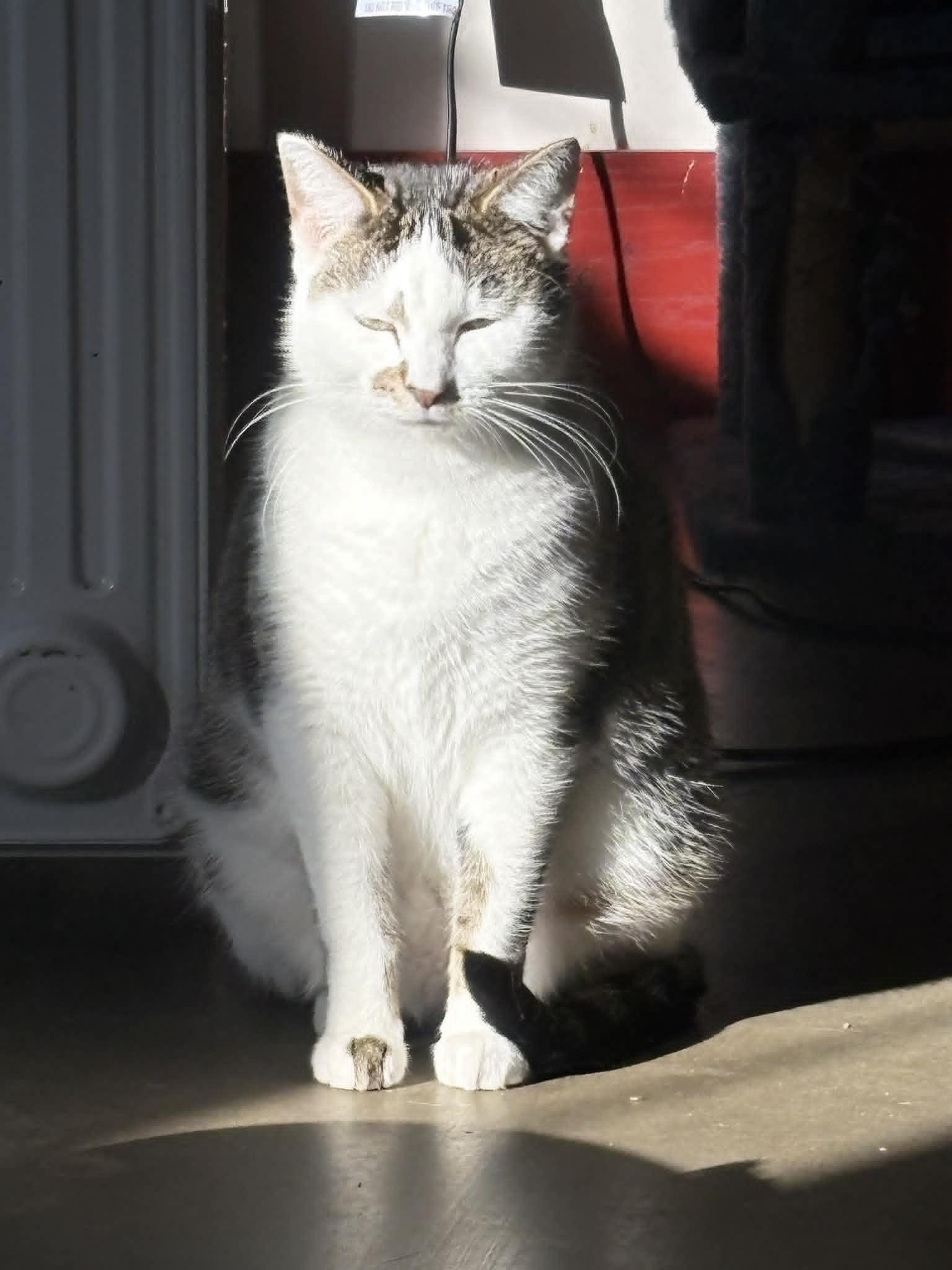 Enlarge Wormy , a ADOPTABLE American Shorthair in Leon, KS image 3/3
