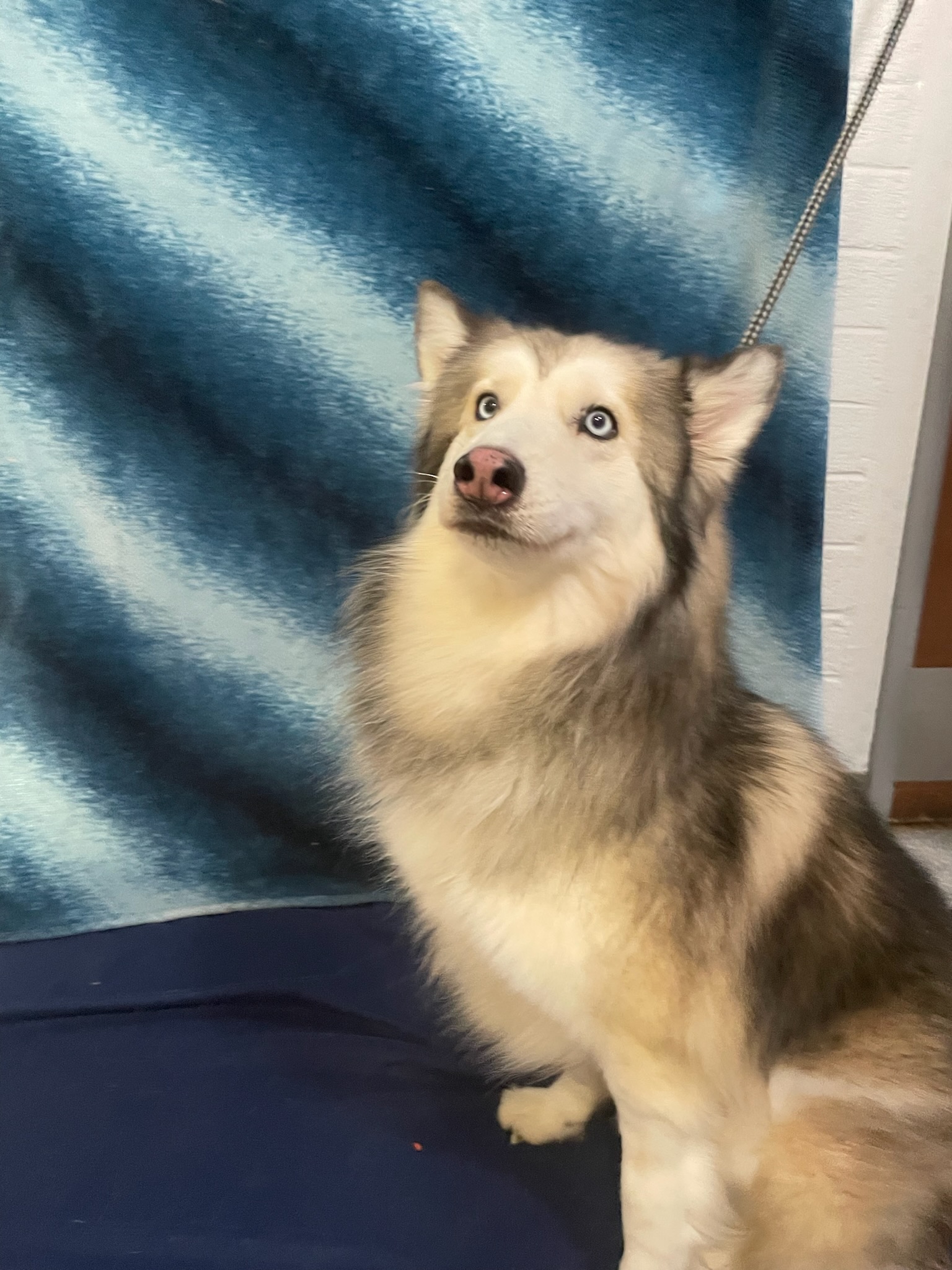 Harley, Adopted, Young Female Siberian Husky.