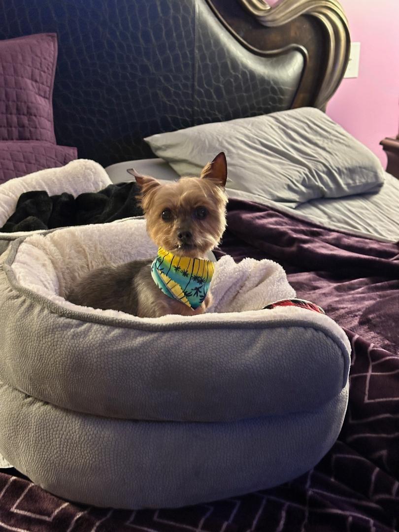 Enlarge Harper, a Adoptable Yorkshire Terrier in Indian Trail, NC image 2/6