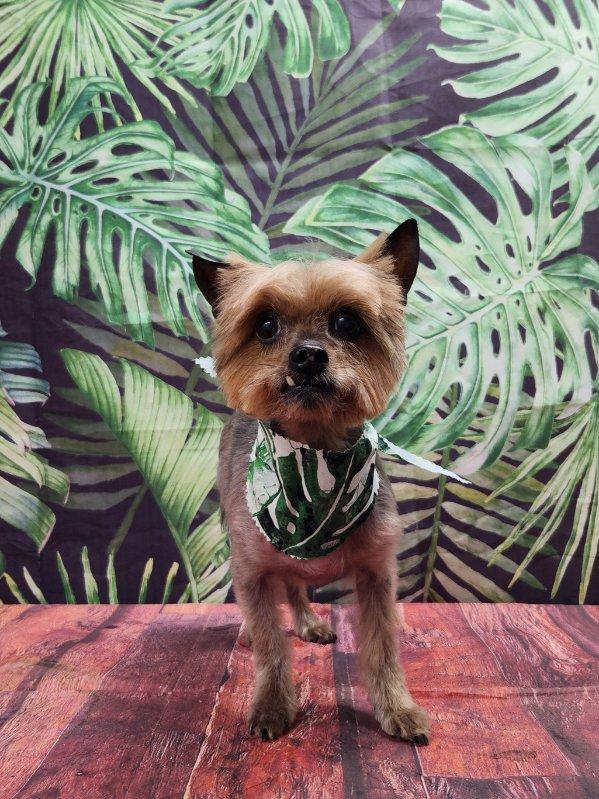 Enlarge Harper, a Adoptable Yorkshire Terrier in Indian Trail, NC image 3/6