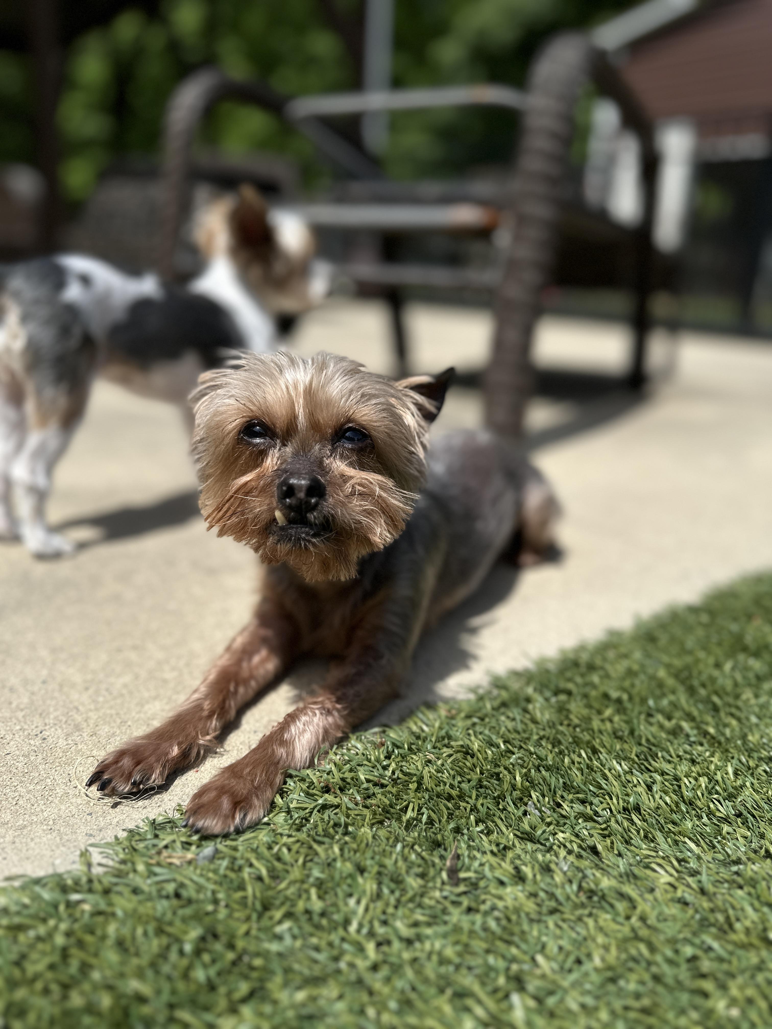 Enlarge Harper, a Adoptable Yorkshire Terrier in Indian Trail, NC image 4/6