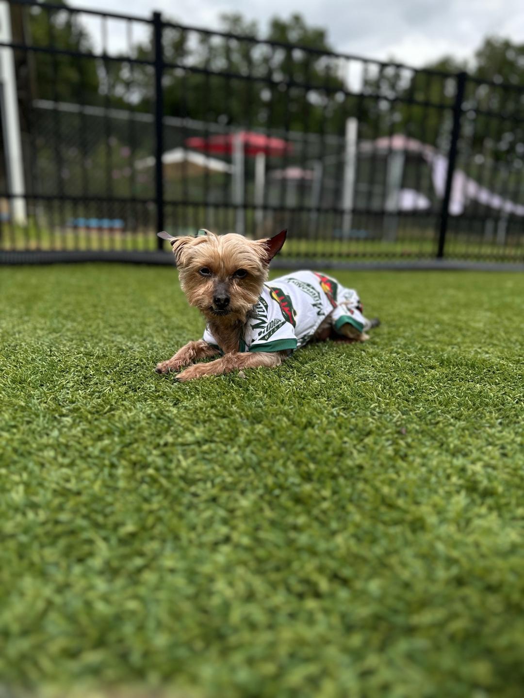 Harper, Adoptable, Adult Female Yorkshire Terrier.