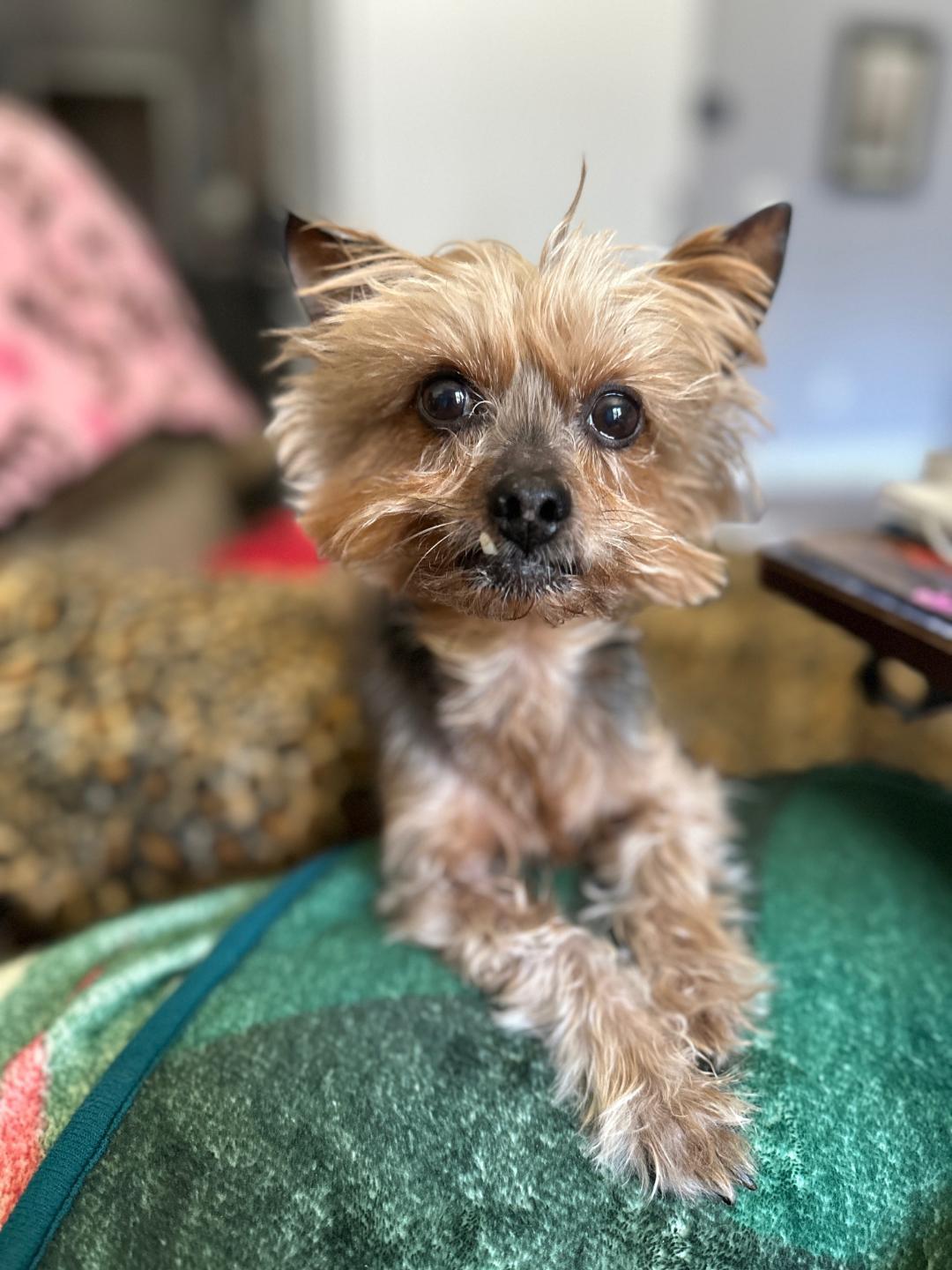 Enlarge Harper, a Adoptable Yorkshire Terrier in Indian Trail, NC image 5/6