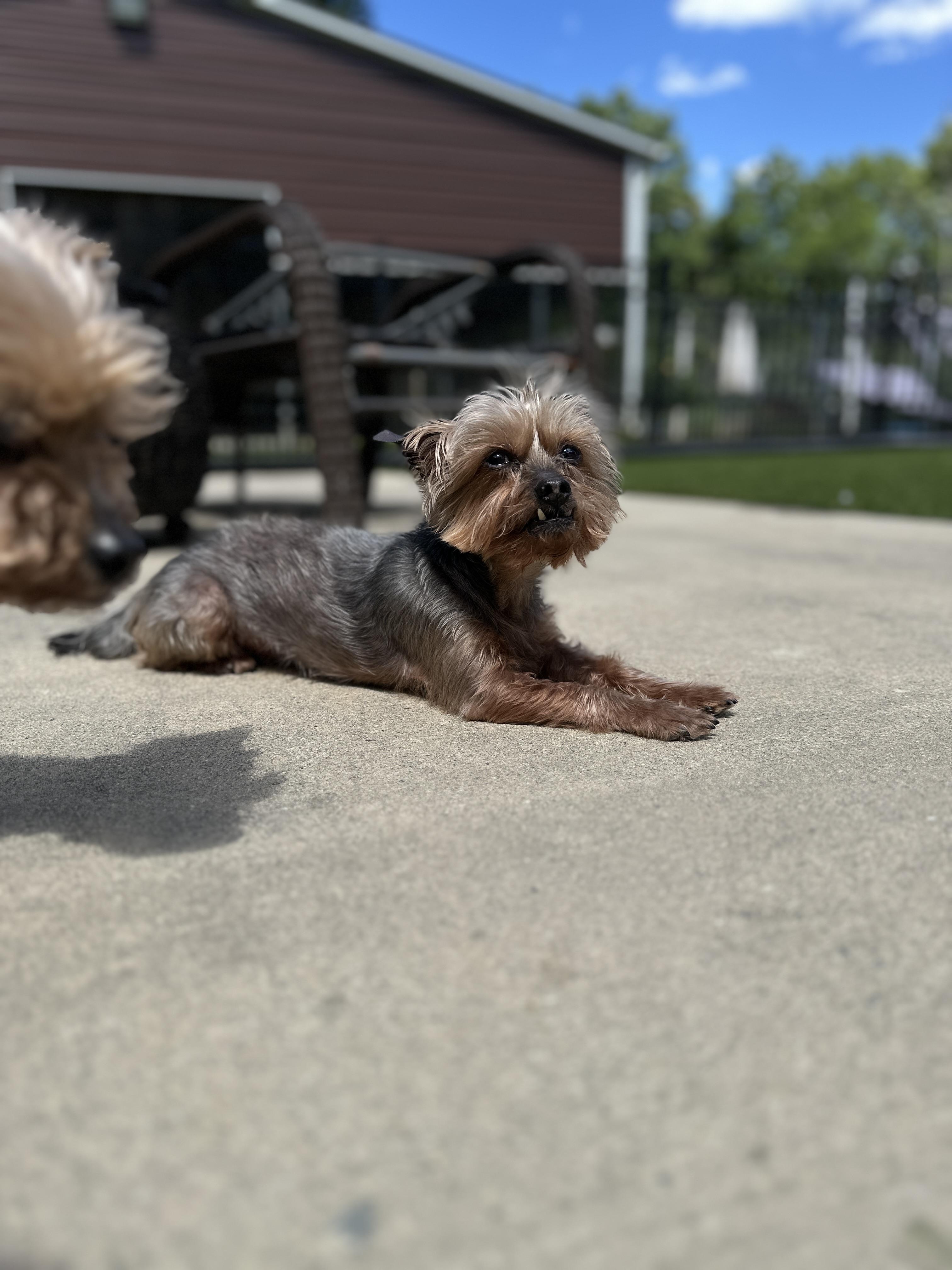 Enlarge Harper, a Adoptable Yorkshire Terrier in Indian Trail, NC image 6/6
