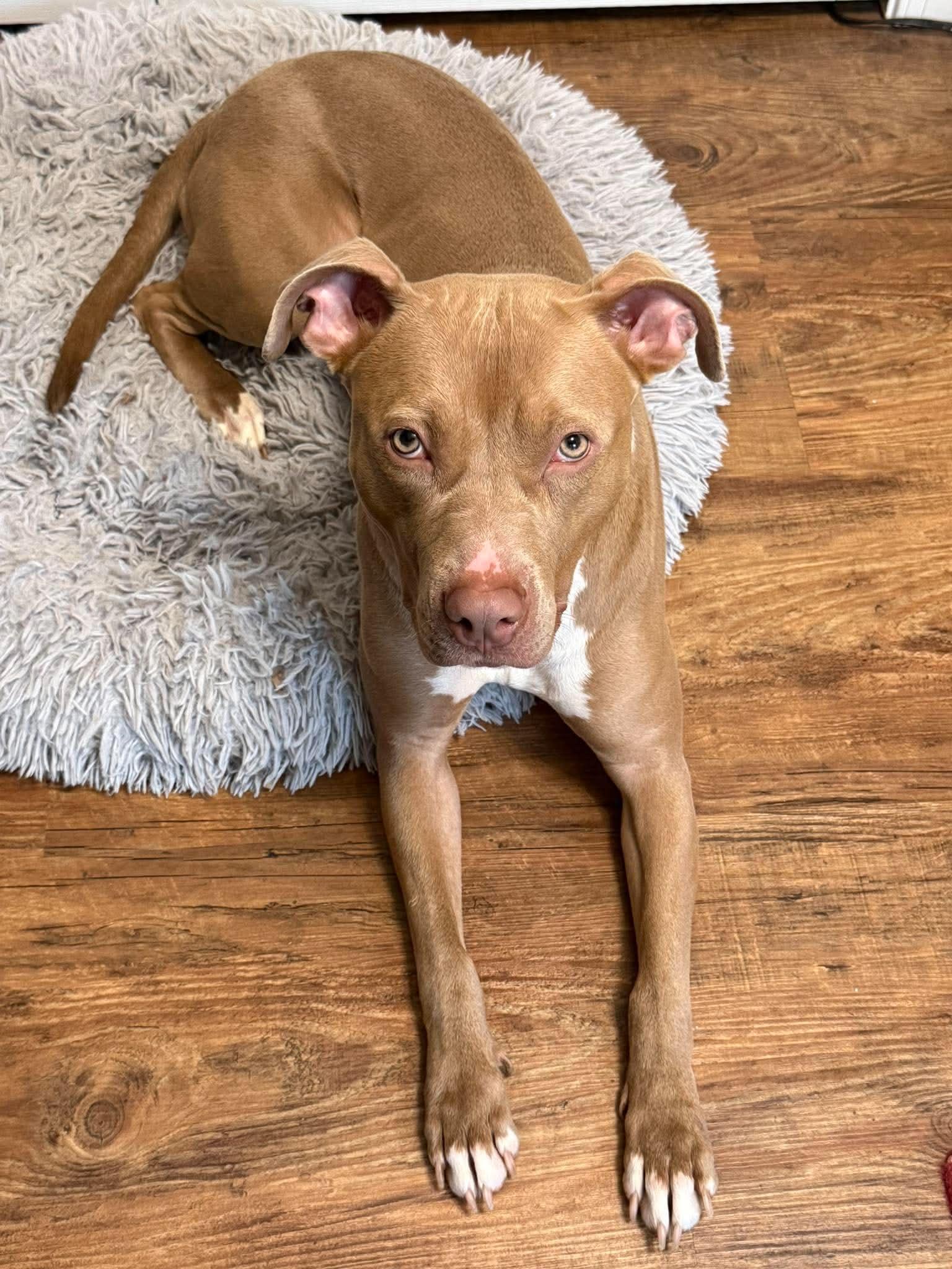 Enlarge Ellie, a Adopted Pit Bull Terrier in Mint Hill, NC image 1/1