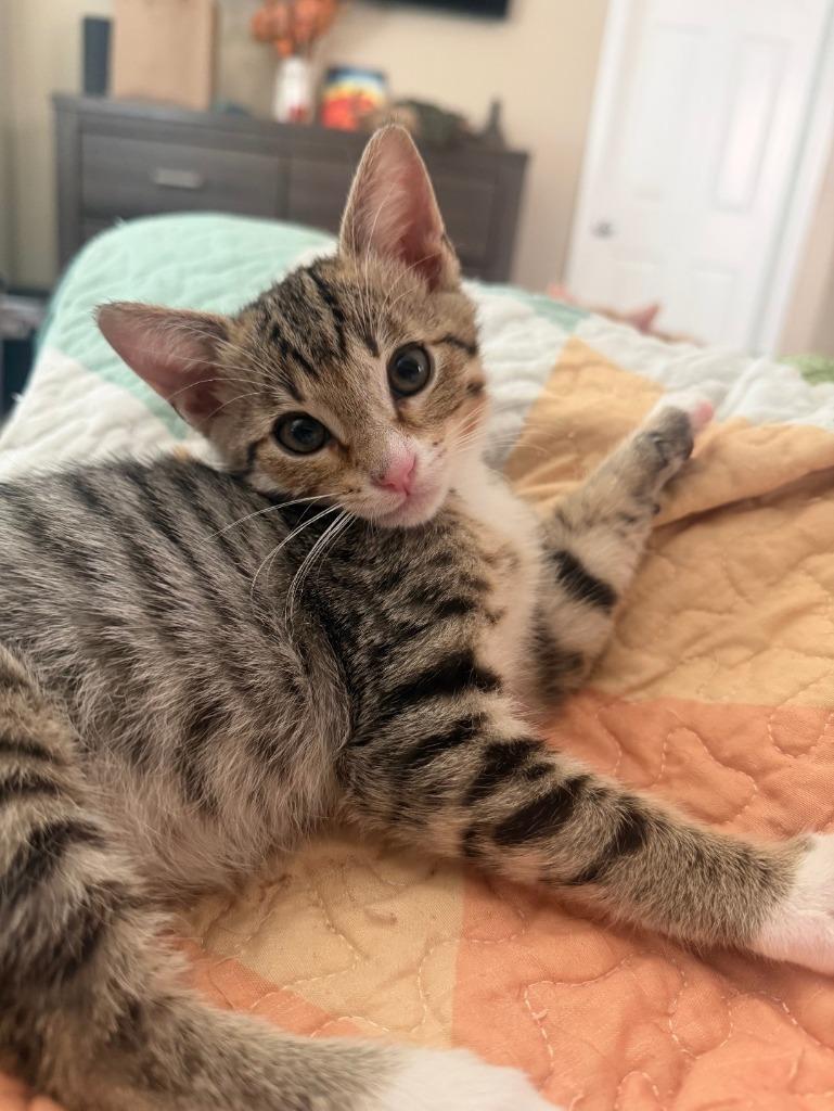 Cookie B, Adoptable, Kitten Male Domestic Short Hair.