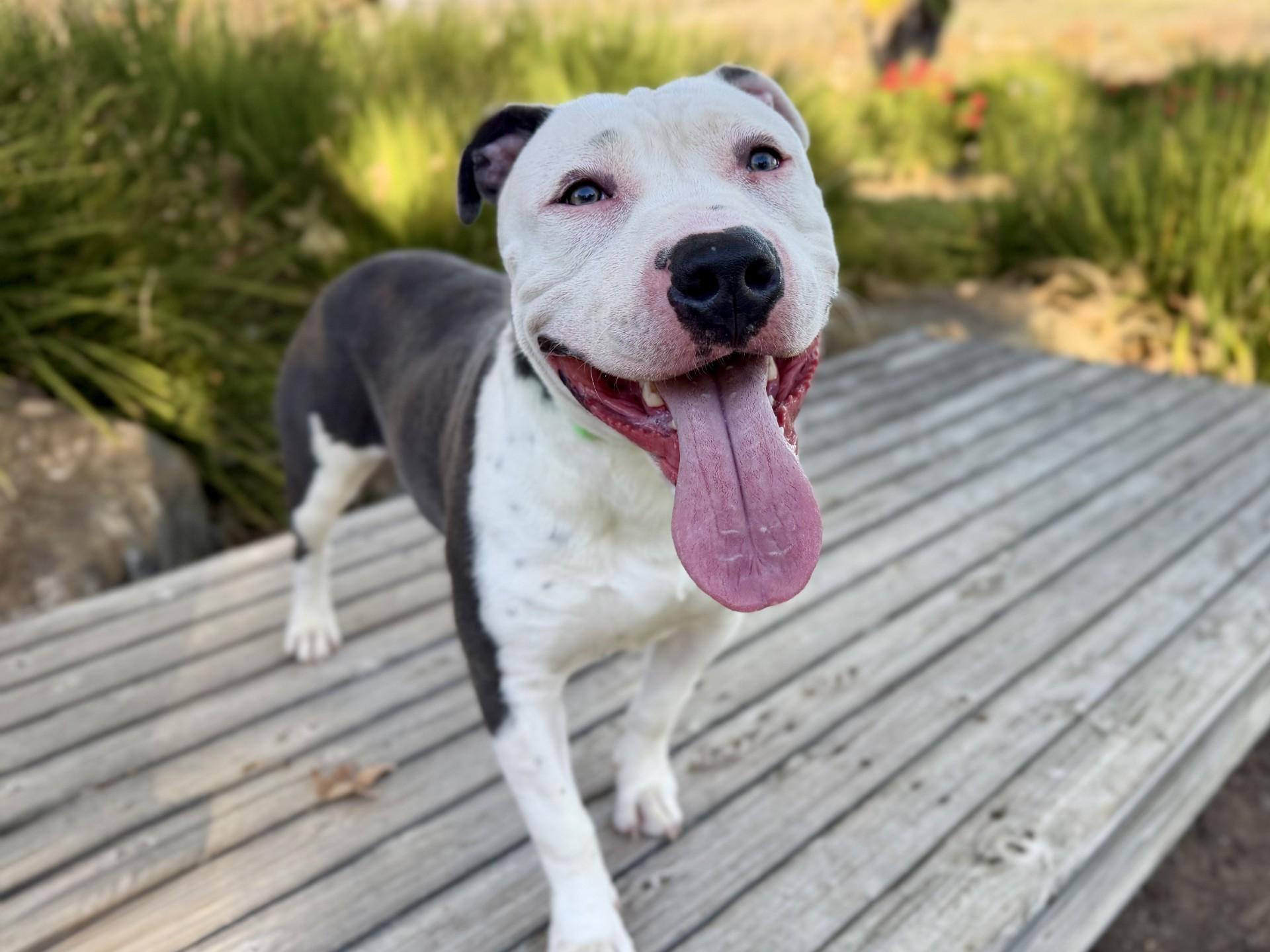 Enlarge Luca, a ADOPTABLE Pit Bull Terrier in Mission Viejo, CA image 1/1