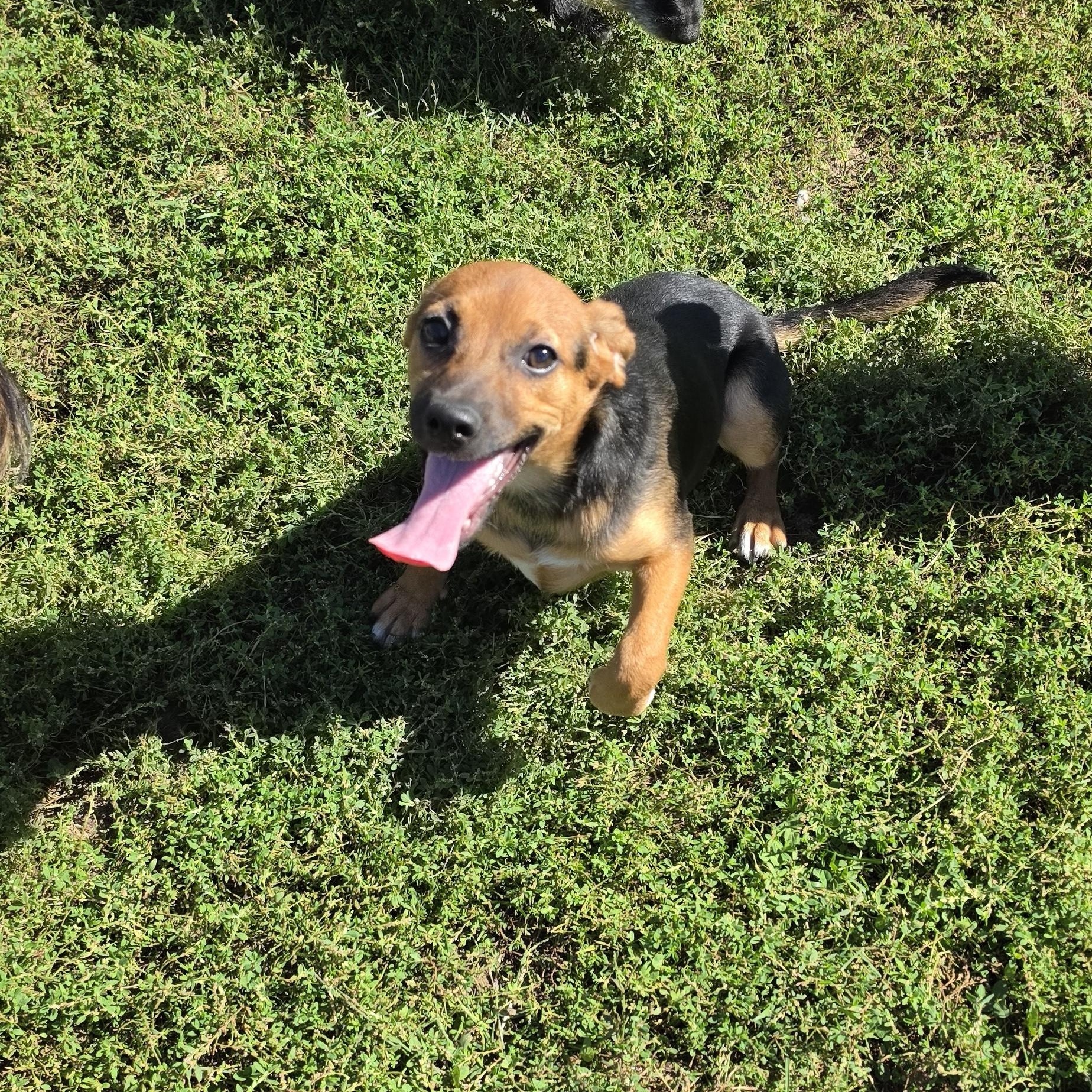 Enlarge Ballet, a Adoptable mixed breed in Terre Haute, IN image 1/4
