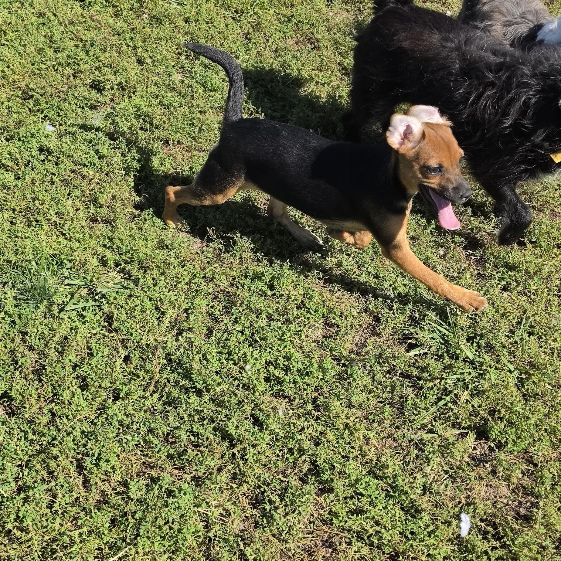 Enlarge Ballet, a Adoptable mixed breed in Terre Haute, IN image 4/4
